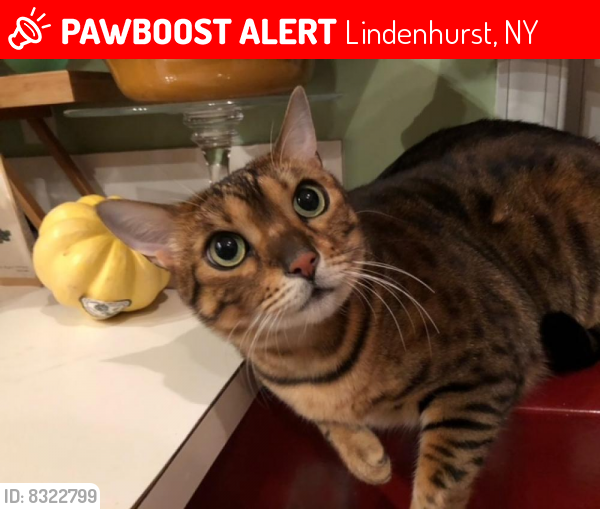 Lost Male Cat last seen Near West Hoffman ave, Lindenhurst, NY 11757