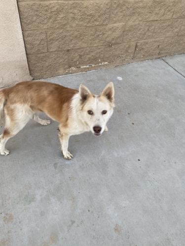 Found/Stray Male Dog last seen cobalt & bear valley, Victorville, CA 92392