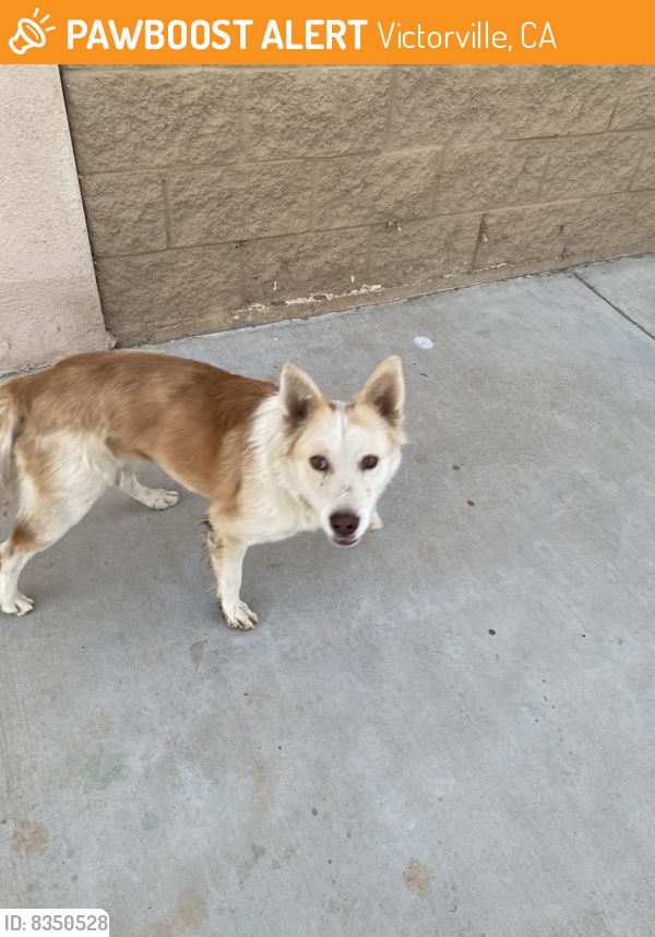 Found/Stray Male Dog last seen cobalt & bear valley, Victorville, CA 92392