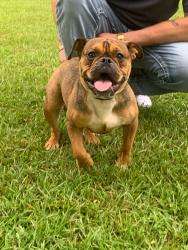 Lost Female Dog last seen Bell circle south east, Rockdale County, GA 30094