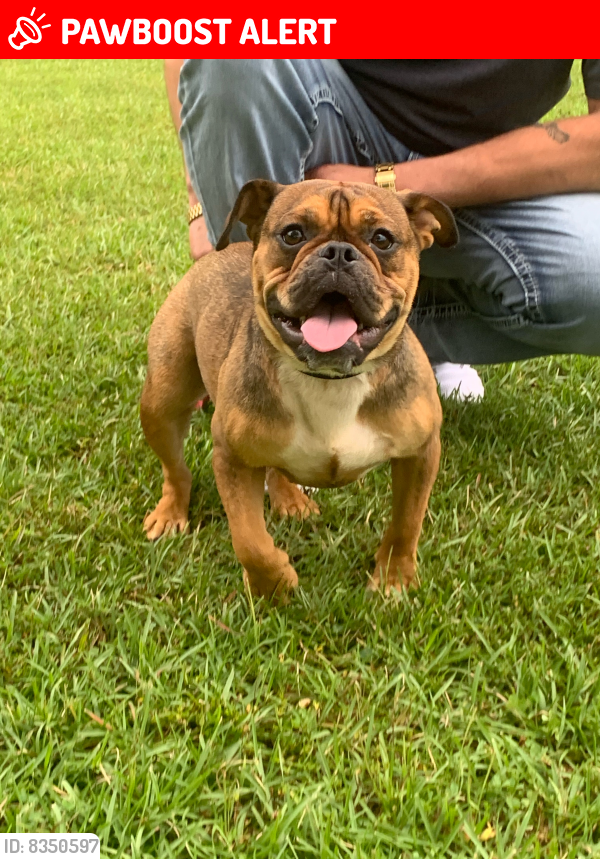 Lost Female Dog last seen Bell circle south east, Rockdale County, GA 30094