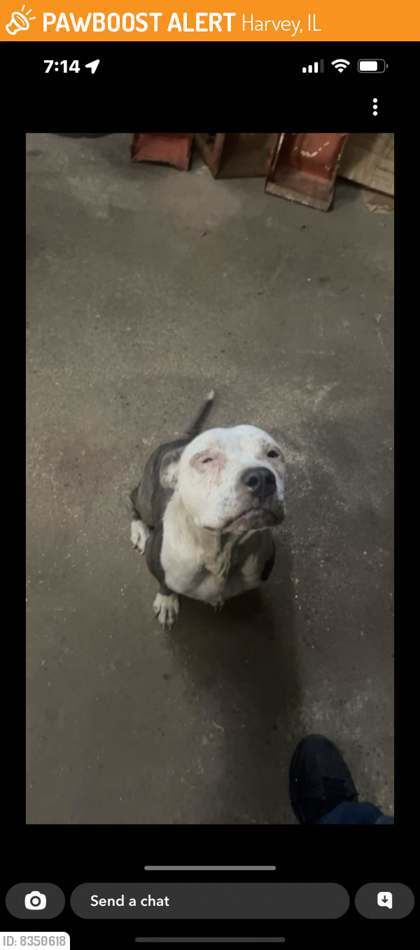 Rehomed Female Dog last seen Harvey Illinois , Harvey, IL 60426