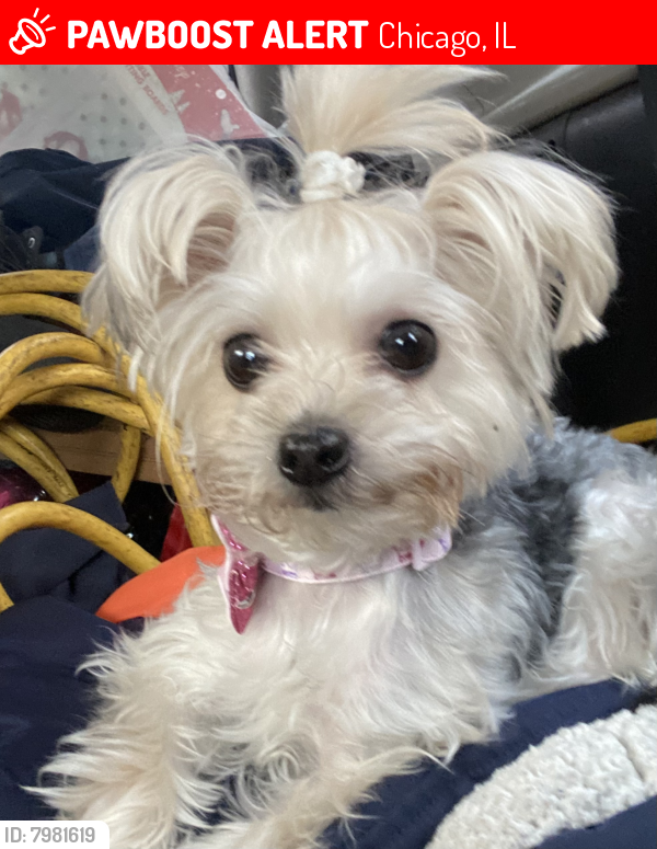 Lost Female Dog last seen Northave and keeler , Chicago, IL 60639