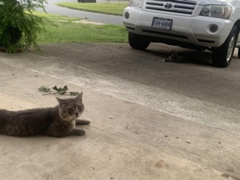 Shelter Stray Male Cat last seen Fairfax County, VA 22030, Fairfax, VA 22032