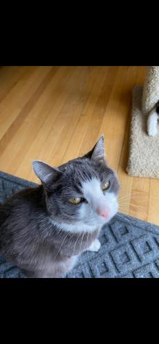 Lost Female Cat last seen Kingery Hwy and Irving Park Road, Wood Dale, IL 60191