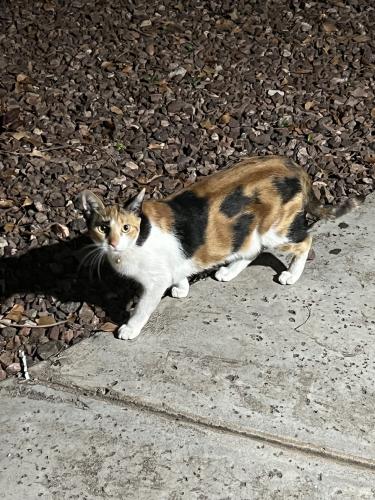 Found/Stray Unknown Cat last seen Found in apmt complex on the stairs, Phoenix, AZ 85042