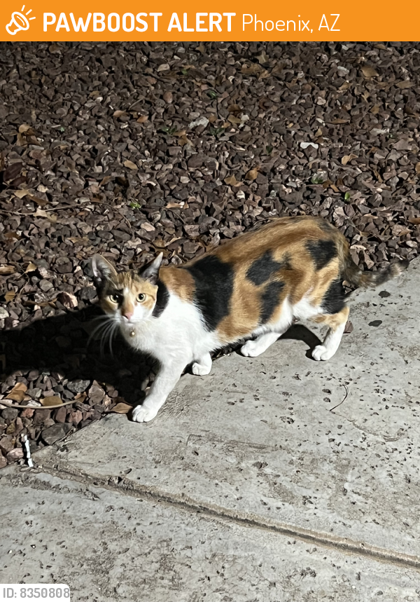 Found/Stray Unknown Cat last seen Found in apmt complex on the stairs, Phoenix, AZ 85042