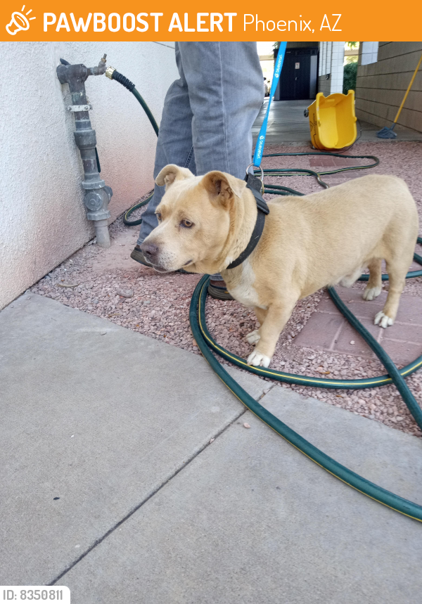 Found/Stray Male Dog last seen 24th Street and Thomas , Phoenix, AZ 85008