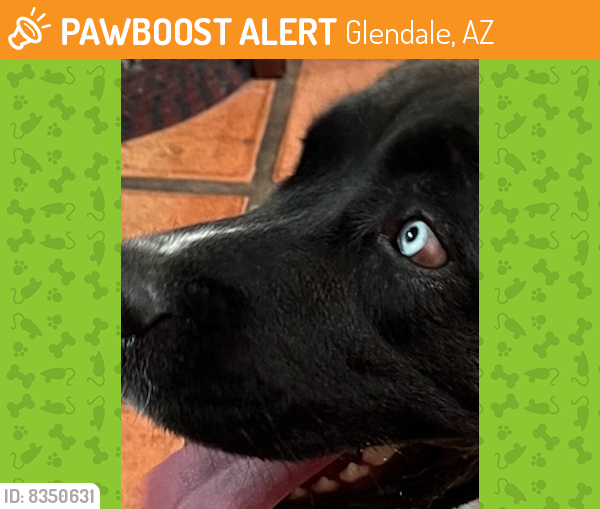 Found/Stray Female Dog last seen 51st and butler , Glendale, AZ 85302
