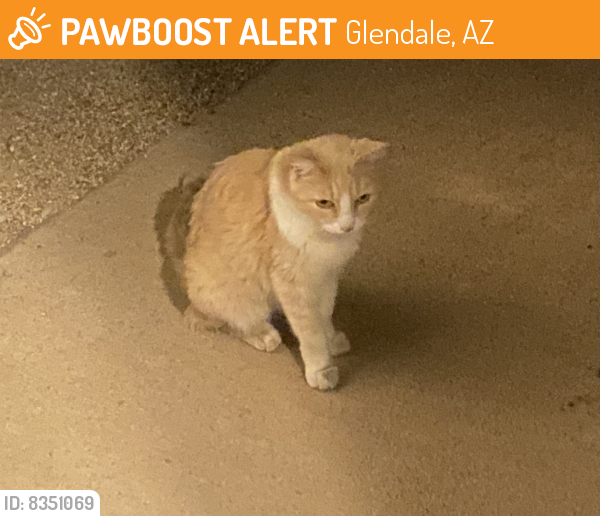 Found/Stray Female Cat last seen 67th Avenue and Greenway, Glendale, AZ 85381