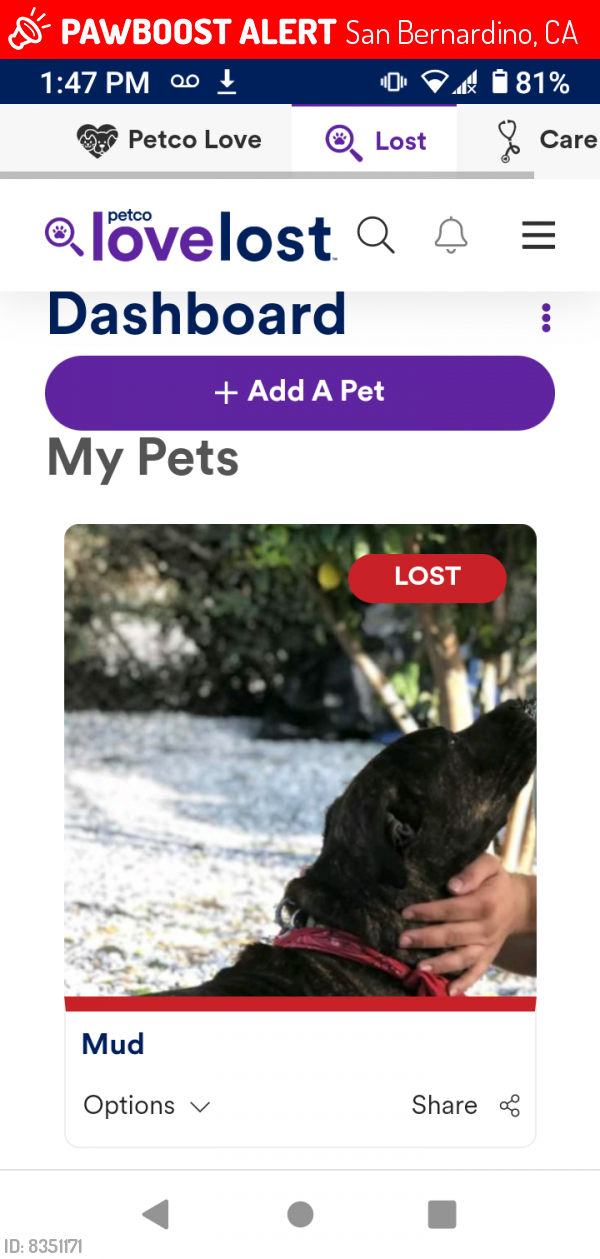 Lost Male Dog last seen Alexander and I st., San Bernardino, CA 92405