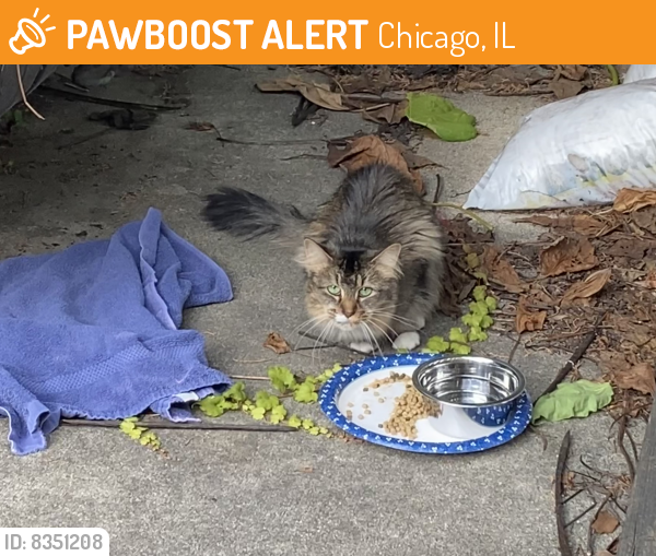 Found/Stray Unknown Cat last seen Olympia park Edison Park Chicago, Chicago, IL 60631