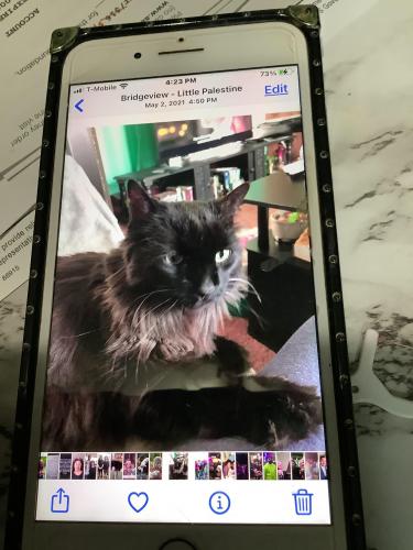 Lost Female Cat last seen 87th Harlem , Bridgeview, IL 60455