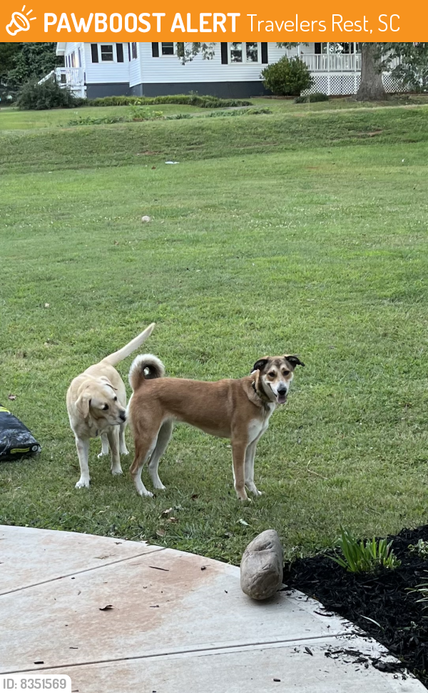 Travelers Rest, SC Stray Female Dog Found Near Tigerville road