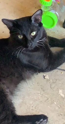 Lost Male Cat last seen 98th and sage, Albuquerque, NM 87121
