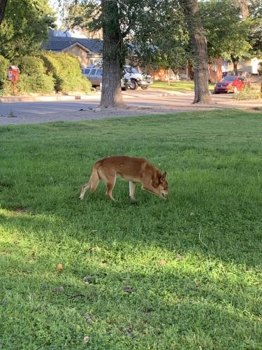 Found/Stray Male Dog last seen Alvarado park, Albuquerque, NM 87110