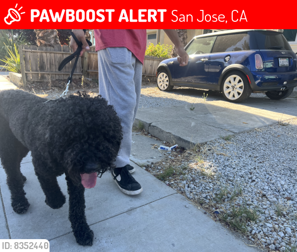 Lost Male Dog last seen Near N 11st , San Jose, CA 95112