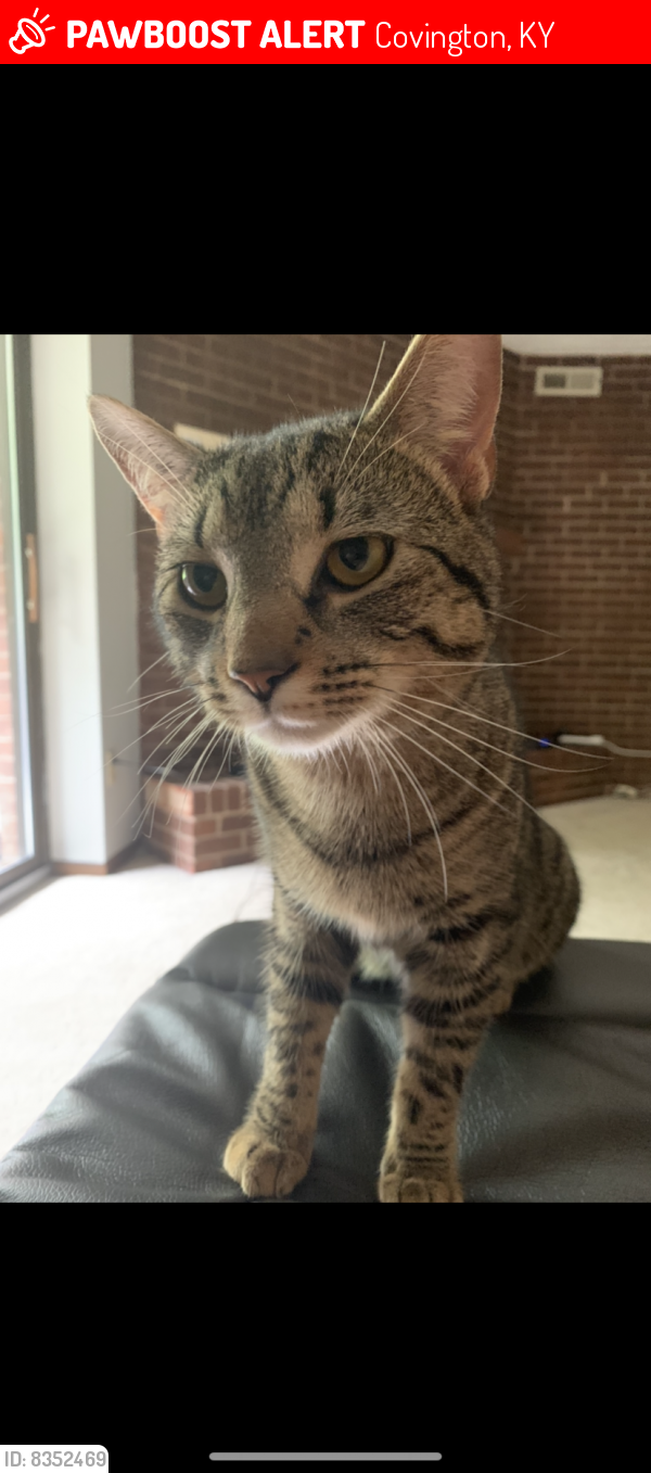 Covington, KY Lost Male Cat, Goose Is Missing PawBoost
