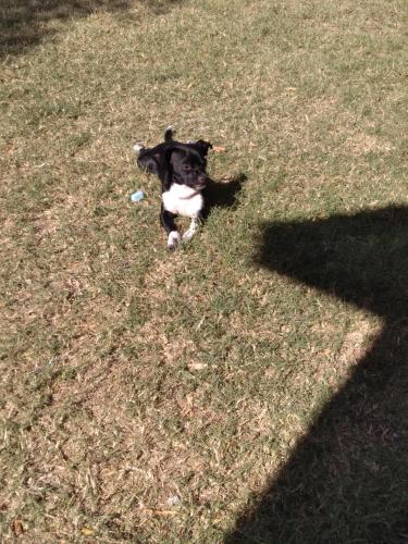 Lost Female Dog last seen Pinal Ave and Hopi Dr, Casa Grande, AZ 85122