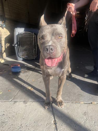 Found/Stray Female Dog last seen Van Cleef Street, Queens, NY 11368
