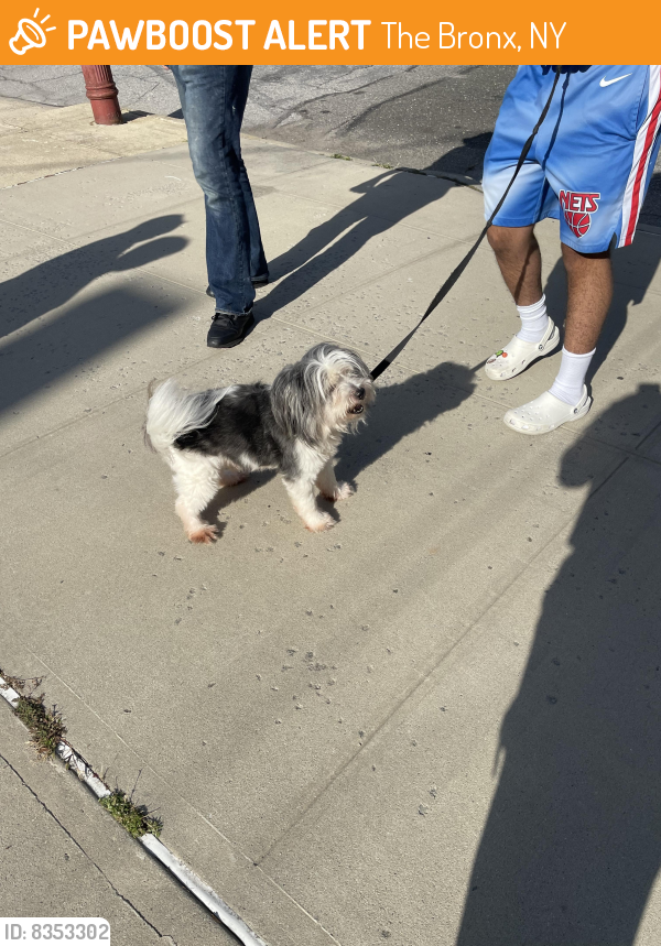 Found/Stray Unknown Dog last seen lawton & throgs neck exprswy, The Bronx, NY 10465