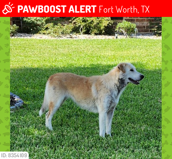 Lost Female Dog last seen Near Vintage Dr, Fort Worth tx 76244, Fort Worth, TX 76244