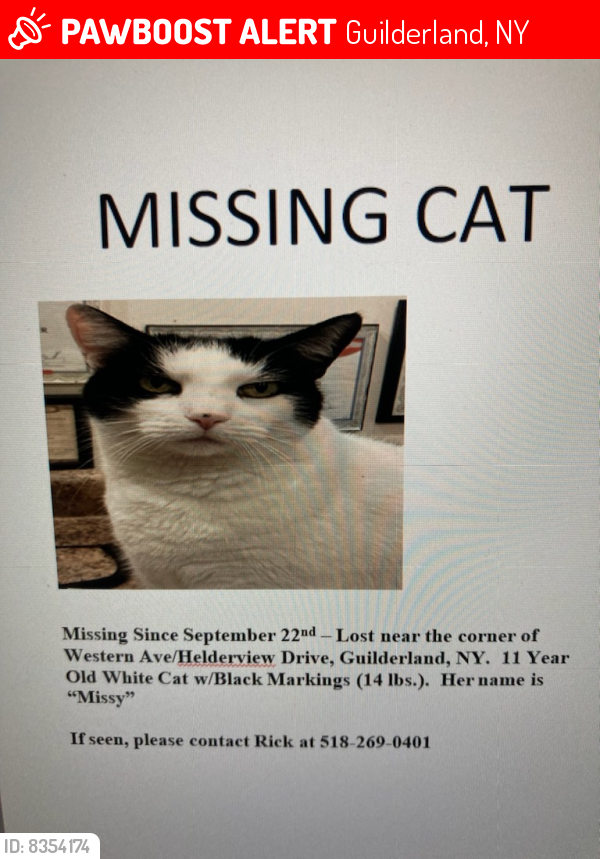 Guilderland, NY Lost Female Cat, Missy Is Missing | PawBoost