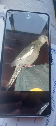 Lost Female Bird last seen MANMEET SINGH BHULLAR SCHOOL, Calgary, AB T3J