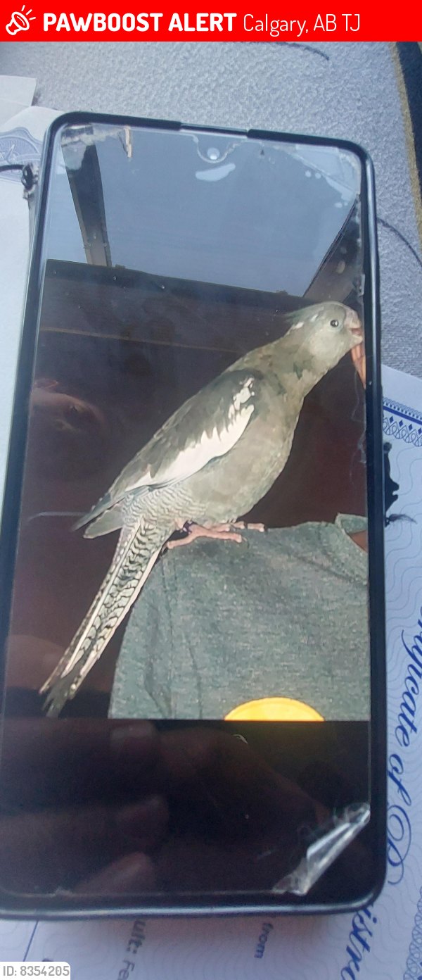 Lost Female Bird last seen MANMEET SINGH BHULLAR SCHOOL, Calgary, AB T3J