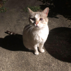 Lost Female Cat last seen Newberg Oregon , Newberg, OR 97132
