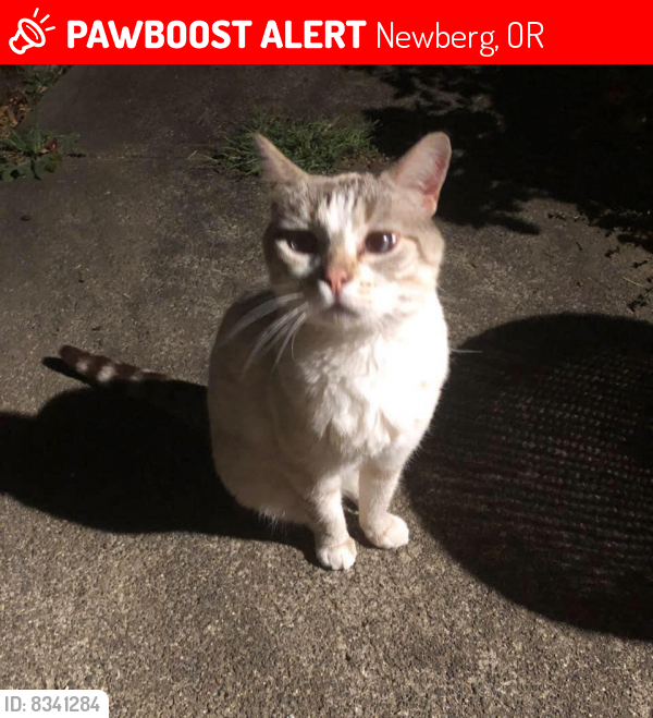 Lost Female Cat last seen Newberg Oregon , Newberg, OR 97132