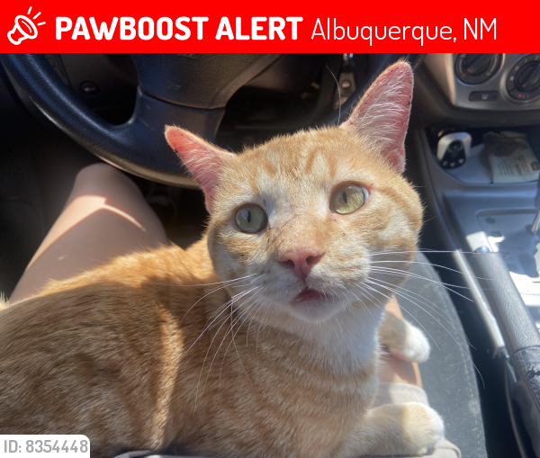 Lost Male Cat last seen Lead dr SE Albuquerque NM 87106, Albuquerque, NM 87106