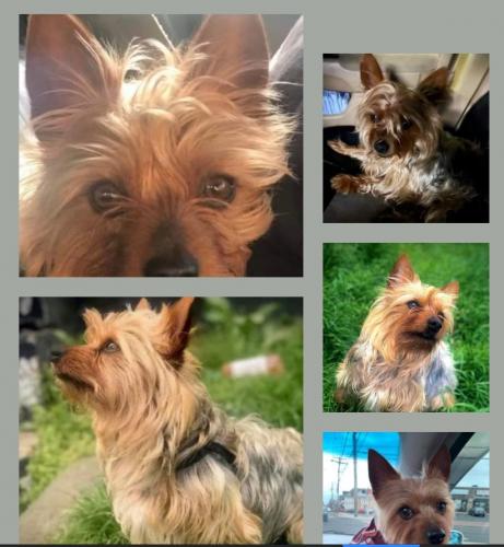 Lost Male Dog last seen Maple and Brooks St. Bpt., Ct , Bridgeport, CT 06608