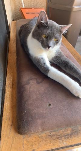 Lost Male Cat last seen 90th and Volcano Rd, Albuquerque, NM 87121