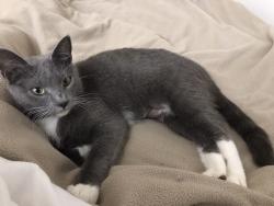 Reunited Female Cat last seen Star of the Sea School & Star of the Sea Church between 14th-15th street and Pacific and Arctic Crescent, Virginia Beach, VA 23451
