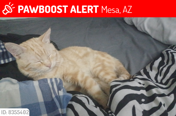 Lost Male Cat last seen Brown Rd & Horne, Mesa, AZ 85203