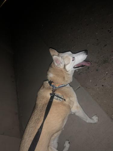 Found/Stray Male Dog last seen hmstd and Taylor Ranch , Albuquerque, NM 87120