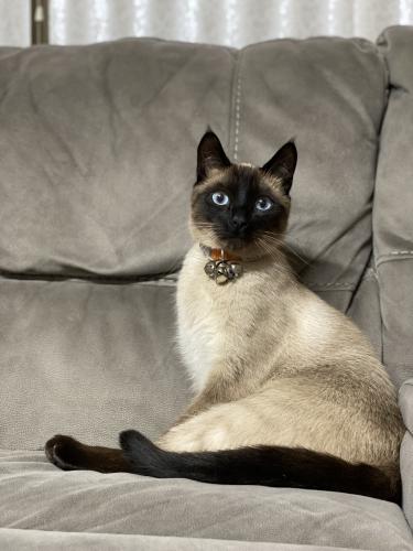 Lost Male Cat last seen Parkview Court, Pacifica, CA 94044