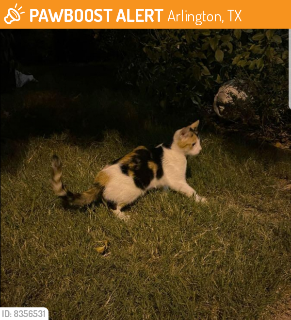 Found/Stray Unknown Cat last seen Kingsford ct. And Wimbledon, Arlington, TX 76017