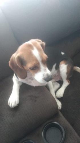 Lost Male Dog last seen Hoofman Ave And Belmont Ave, Elmont, NY 11003