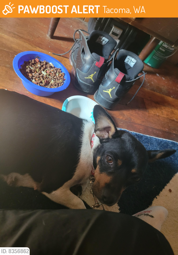 Found/Stray Female Dog last seen 84th. Pacific ave, Tacoma, WA 98444