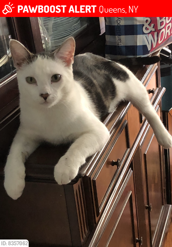 Lost Male Cat last seen Between 153rd Street and 109th Road, Queens, NY 11433