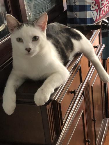 Lost Male Cat last seen Between 153rd Street and 109th Road, Queens, NY 11433