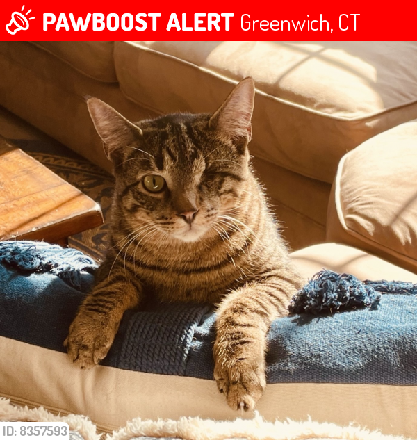 Lost Male Cat last seen Mitchell Place, Burdsall Drive and Pilgrim Drive, Greenwich, CT 06831