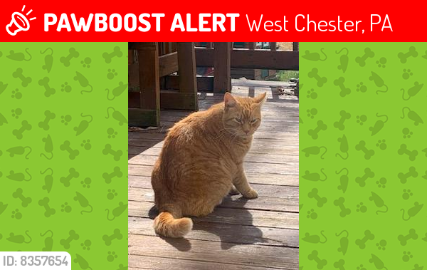 Lost Male Cat last seen Shenton Rd. (closer to Frank Rd. end) in E. Bradford Twp., West Chester, PA 19380
