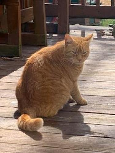 Lost Male Cat last seen Shenton Rd. (closer to Frank Rd. end) in E. Bradford Twp., West Chester, PA 19380