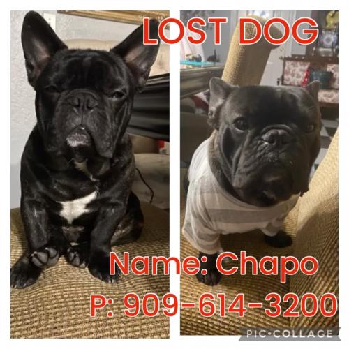 Lost Male Dog last seen Reservoir St and Phillips St, Pomona, CA 91799