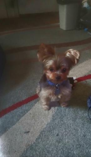 Lost Male Dog last seen Marsden St.& Smith St, Queens, NY 11434