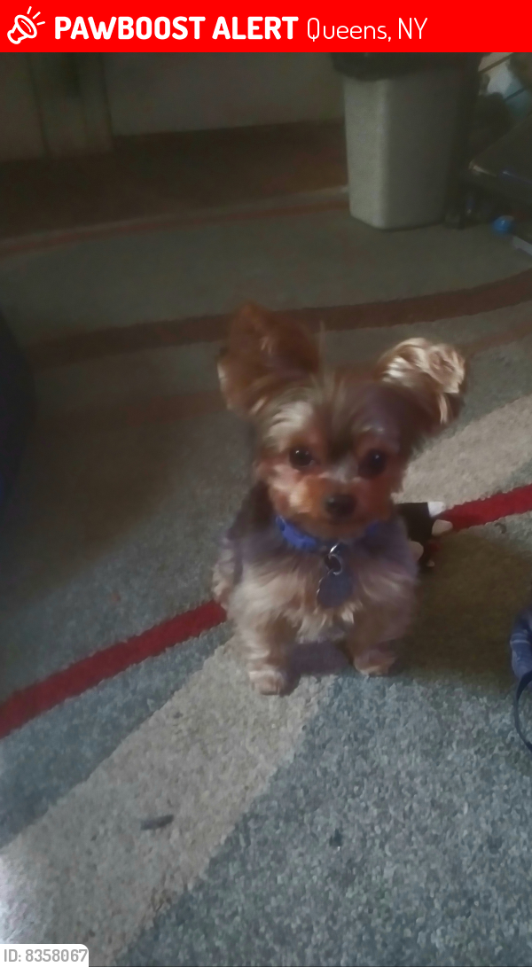Lost Male Dog last seen Marsden St.& Smith St, Queens, NY 11434