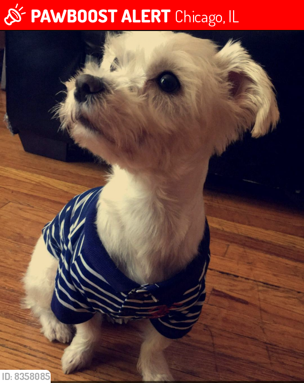 Lost Male Dog last seen Kedzie ave & Byron , Chicago, IL 60618